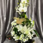 Çift Dal Beyaz Orkide